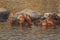 Group of hippos in nata in botswana africa.