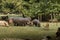 Group of Hippos at Parco Natura Viva