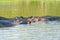 Group of hippos relaxing in water in the Greater St. Lucia Wetland Park World Heritage Site, St. Lucia, South Africa
