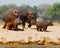 Group of hippos stands on the bank. Botswana. Okavango Delta.