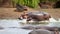 A group of hippos in a synchronized swimming-like formation