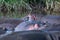 Group of hippos at a waterhole in the Ngorongoro Crater Conservation Area. Safari concept. Tanzania. Africa