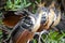 Group of Hoatzin Opisthocomus hoazin sitting together in Pampas del Yacuma, Bolivia