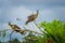 Group of hoatzins, episthocomus hoazin, endemic bird sitting on a branch inside the amazon rainforest in Cuyabeno