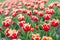 Group of holiday tulip flowerbed. Blossoming tulip fields. spring landscape park. country of tulip. beauty of blooming