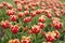 group of holiday tulip flowerbed. Blossoming tulip fields. spring landscape park. country of tulip. beauty of blooming