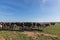 Group of Holstein breed friesian running on green grass