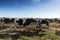 Group of Holstein breed friesian running on green grass