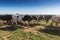 Group of Holstein breed friesian running on green grass