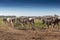 Group of Holstein breed friesian running on green grass. With tractor in background