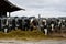 Group of holstein milk cows eating silage on a farm