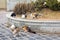 A group of homeless cats on the city street hunts pigeons.