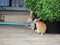 Group homeless cats lying on the sidewalk pavement with pot plan