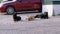 Group of Homeless Dogs Lie on the Street. Four Guard Dogs on Car Parking