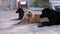 Group of Homeless Dogs Lie on Street and Playing. Three Guard Dogs on Parking