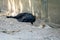 Group of homeless dogs take a nap during the day beside the concrete street in rural area