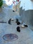 Group of homeless stray cats feeding