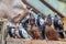 Group of homing pigeons resting in a bird house