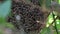 Group of honey bees sitting together on a beehive hanging from a tree branch