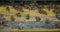 Group of honey bees swarming on wooden hive