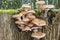 A group of Honey fungus Armillaria mellea on a dead tree stump, Zoetermeer, the netherlands 2