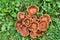 A group of honey fungus mushrooms