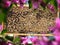 Group of honeybees on honeycomb in sunny garden