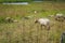 Group of horned white sheep grazing in a meadow landscape