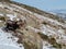 Group of horned wild goats looking out from snowy mountains