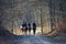 Group of Horse riders in a forest