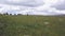 Group of horse riders having fun in the mountains. Clip. Group of people on horseback on nature