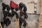 Group of horse saddles hunging on wall in stable