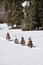 Group horseback riding.