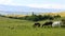 Group of horses in CÃ³rdoba, Argentina.