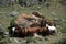 A group of horses of different colors settled down to rest by a large stone in a clearing at the foot of the mountain