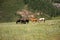 A group of horses eat fresh grass on a pasture at the foot of a high hill on a sunny summer day