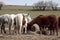 Group of horses eating from a bale of hay at a farm