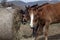 Group of horses eating from a bale of hay at a farm