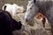 Group of horses eating from a bale of hay at a farm