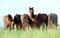 Group of horses in field