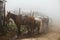 Group of horses on foggy farm or ranch, haze morning