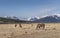 A Group of Horses in the Foothills