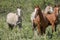 Group of horses in forest