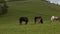 Group of horses free in green mountain pasture