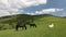 Group of horses free in green mountain pasture