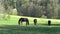 Group horses gallop free in meadow happy in summer