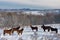 Group of horses in a glade in the winter forest