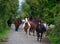 A group of horses going to their stable. Ireland