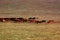 Group of horses in grassland