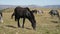 A group of horses graze in an alpine pasture. Herd of adult horses and foals on a sunny day